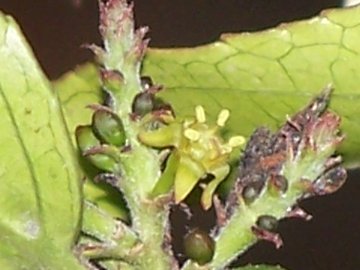 Rhamnus alaternus / Ranno lanterno